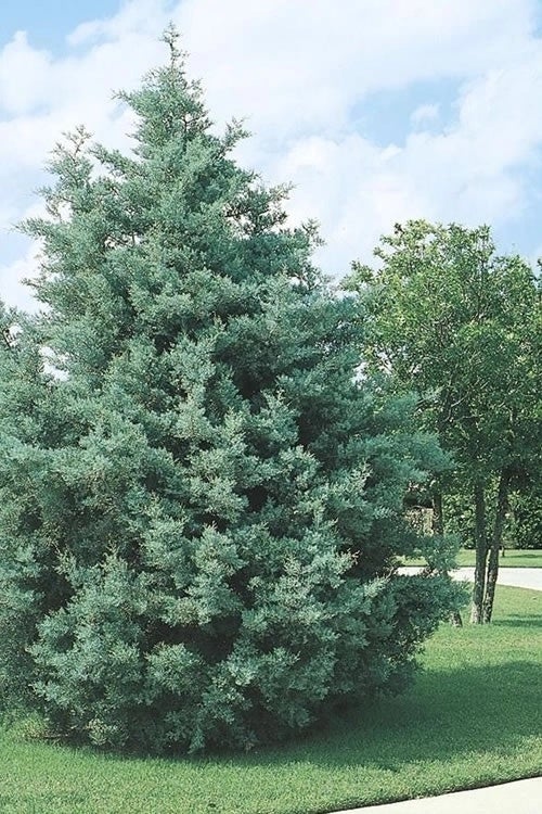 Cypress | Carolina Sapphire | Rudy's Nursery & Garden Center